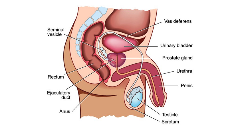 deejay sunny add prostate milking story photo