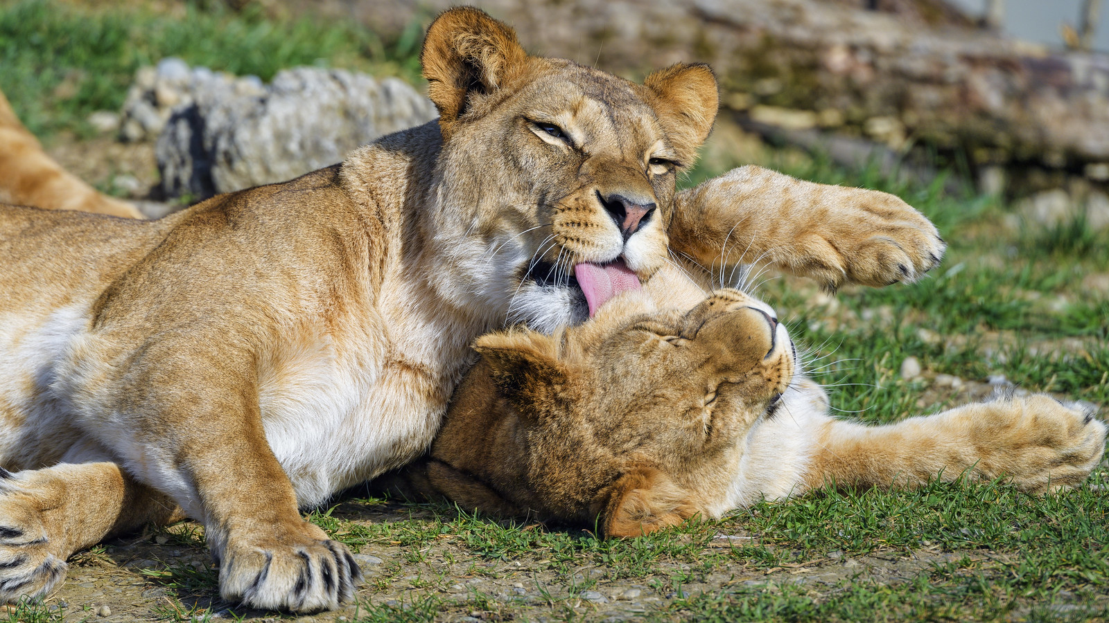 camden sutherland add mom and daughter licking photo