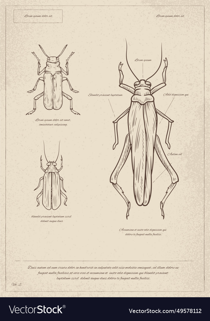 albertoff manynames add o dio insect photo