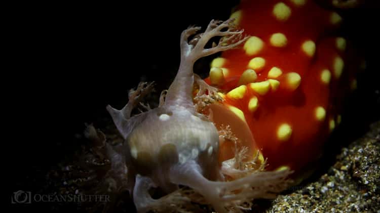 christine brugger add vimeo nudi photo