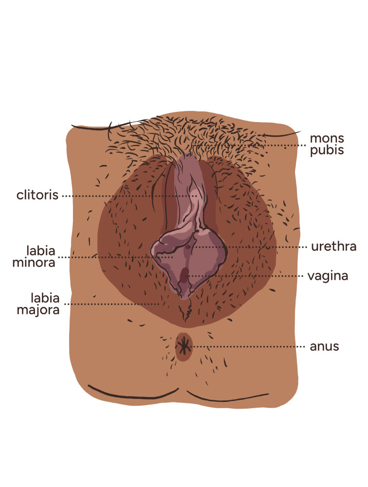 anderson gama add biggest clitoris image