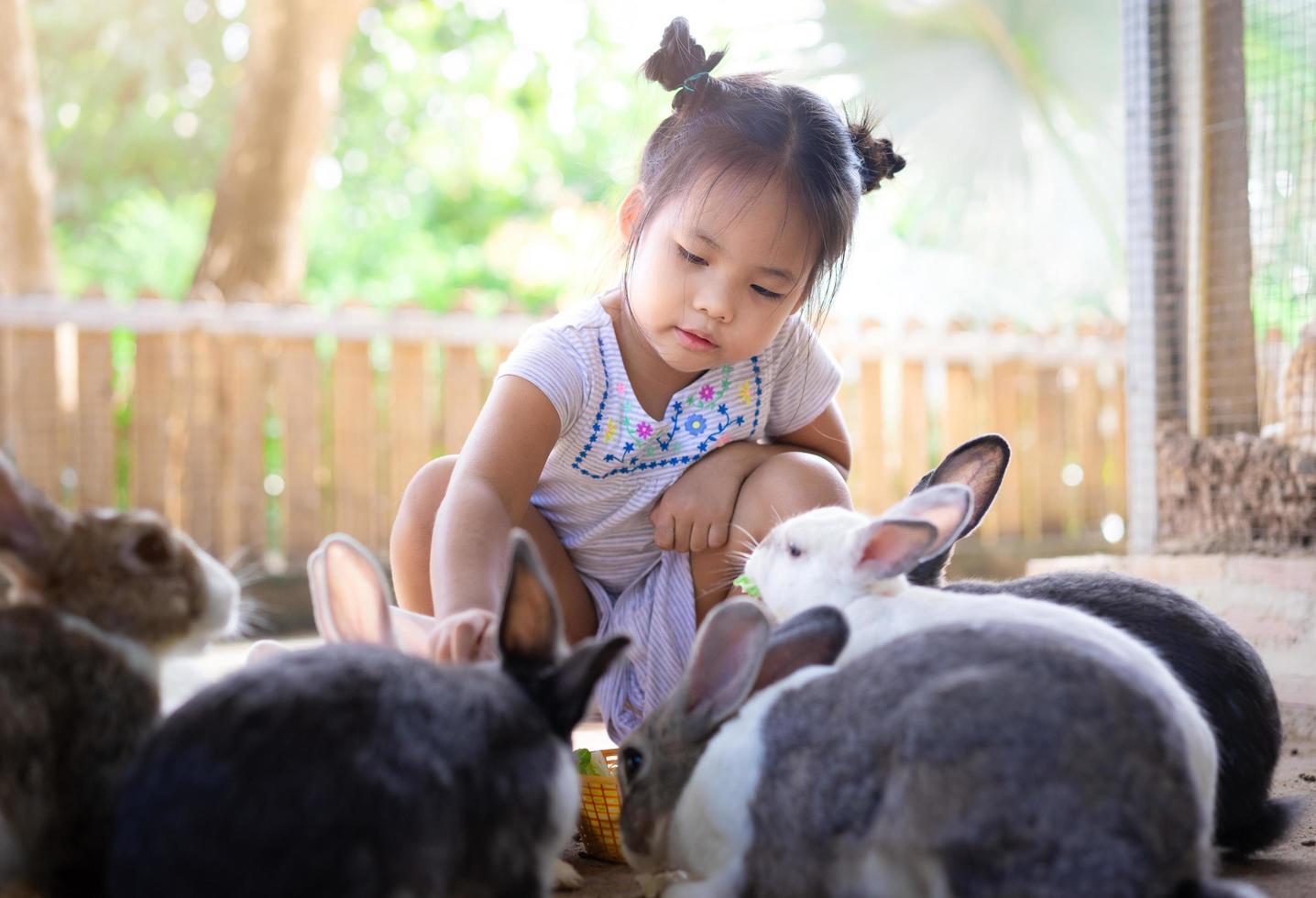 dawn degenhardt add asian bunnies photo