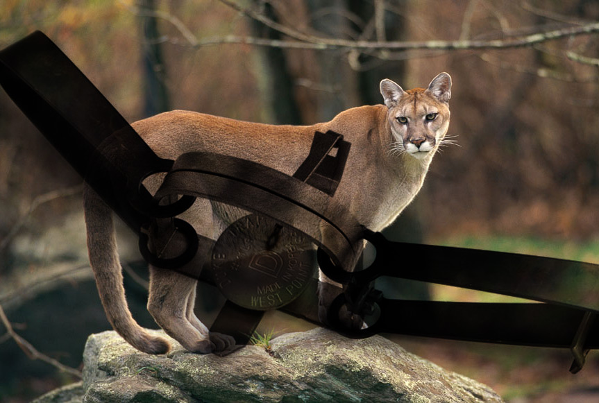 charlotte neely add the cougar trap image