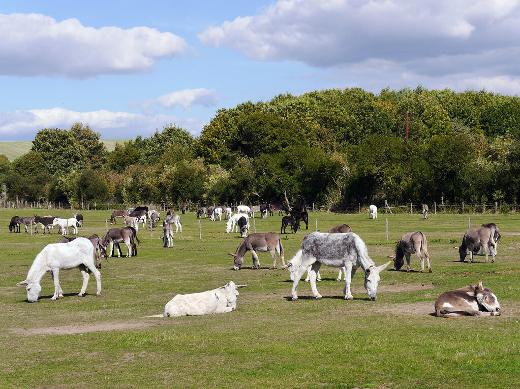 amanda pit add donkey cumming image