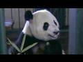 chad coonrod add panda porner image