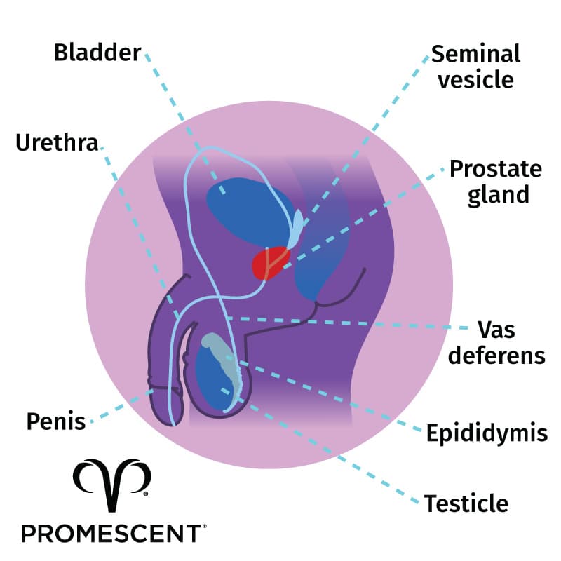 chacho quintana add prostate milking story image