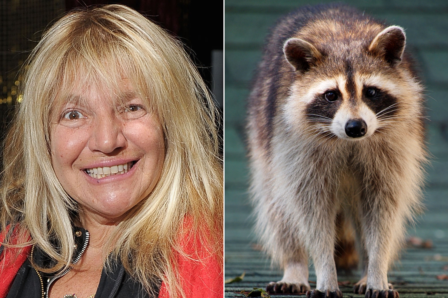 cindy knoth add racoon porn photo